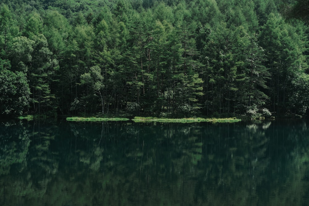 green trees beside body of water during daytime