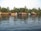 A serene water scene with several traditional houseboats lined up along the shoreline, surrounded by lush green palm trees. The calm water reflects the boats and greenery, creating a peaceful and idyllic atmosphere.