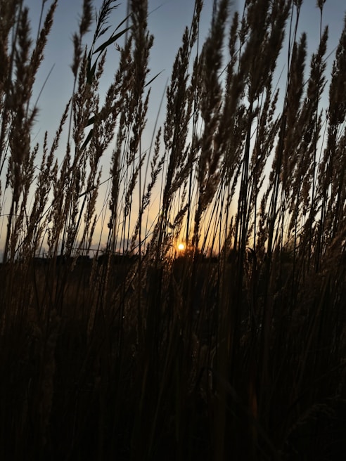 Golden sunlight spilling over a small vegetable garden at dusk