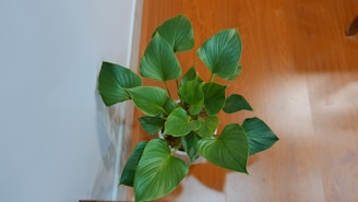 A healthy, green potted plant with large, glossy leaves sits on a wooden floor near a plain white wall. The leaves are vibrant and have a heart-like shape.