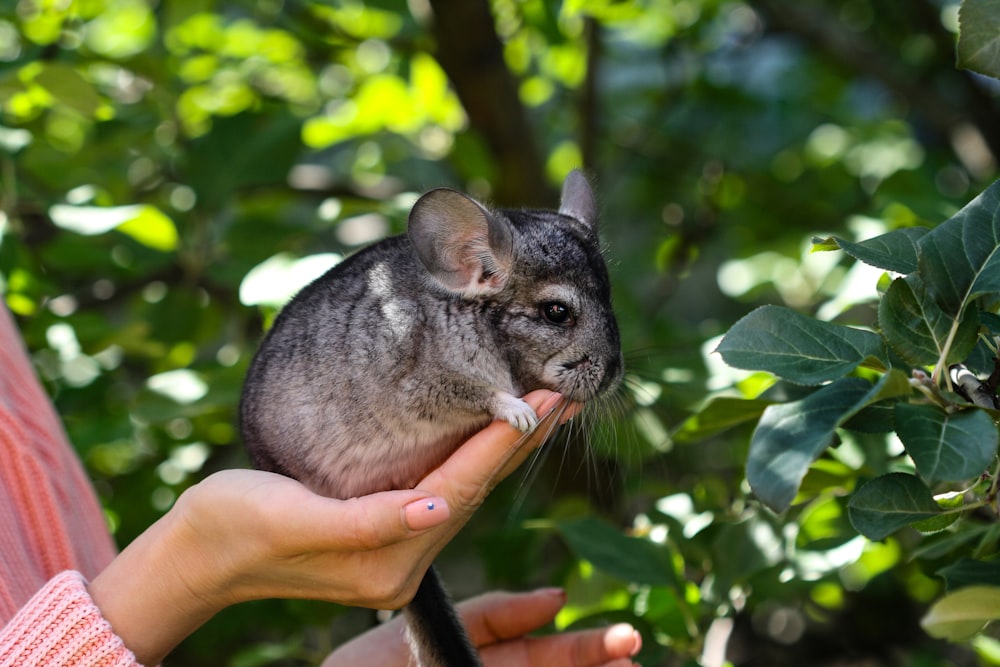 gray rabbit on persons hand