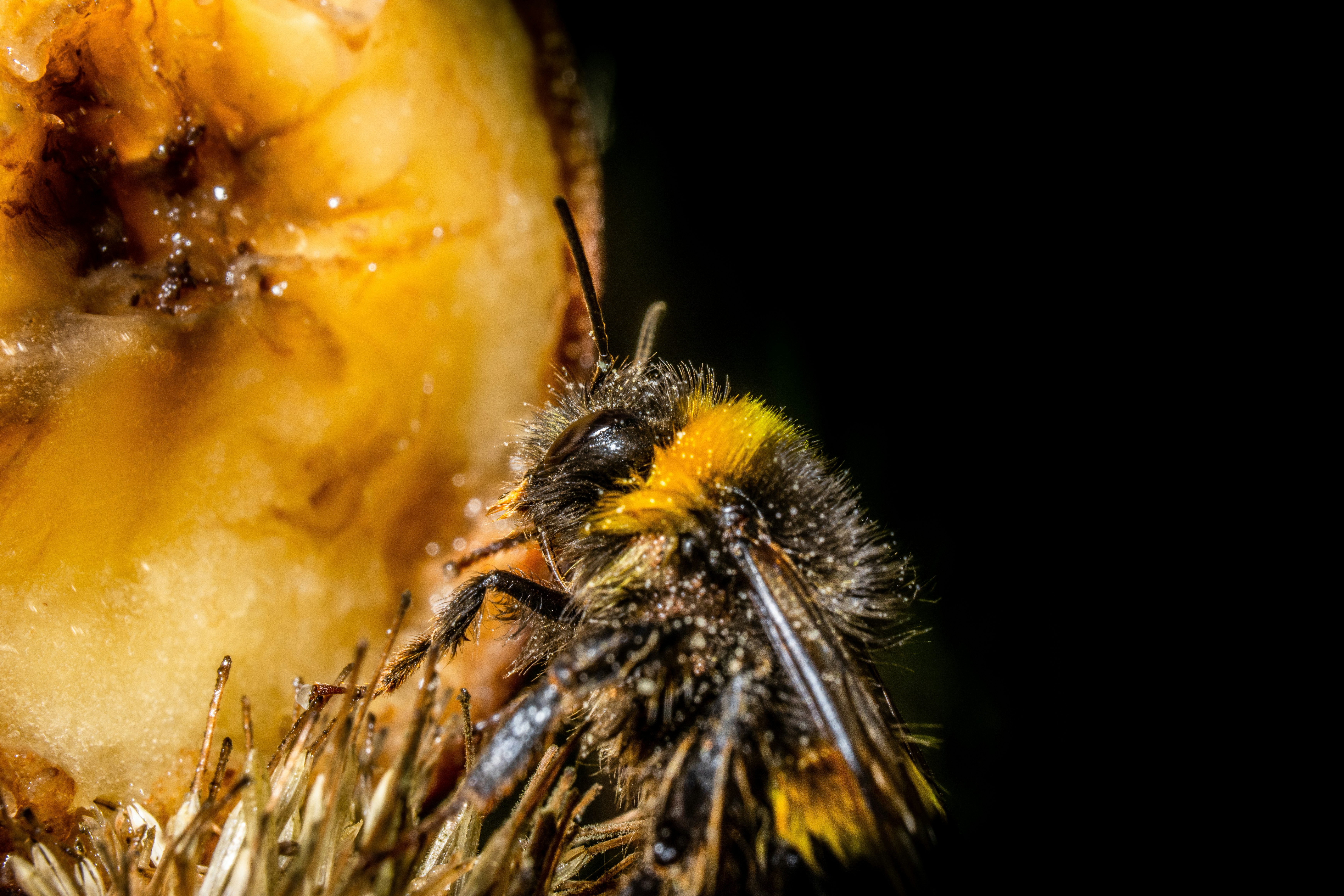 black and yellow bee on yellow flower