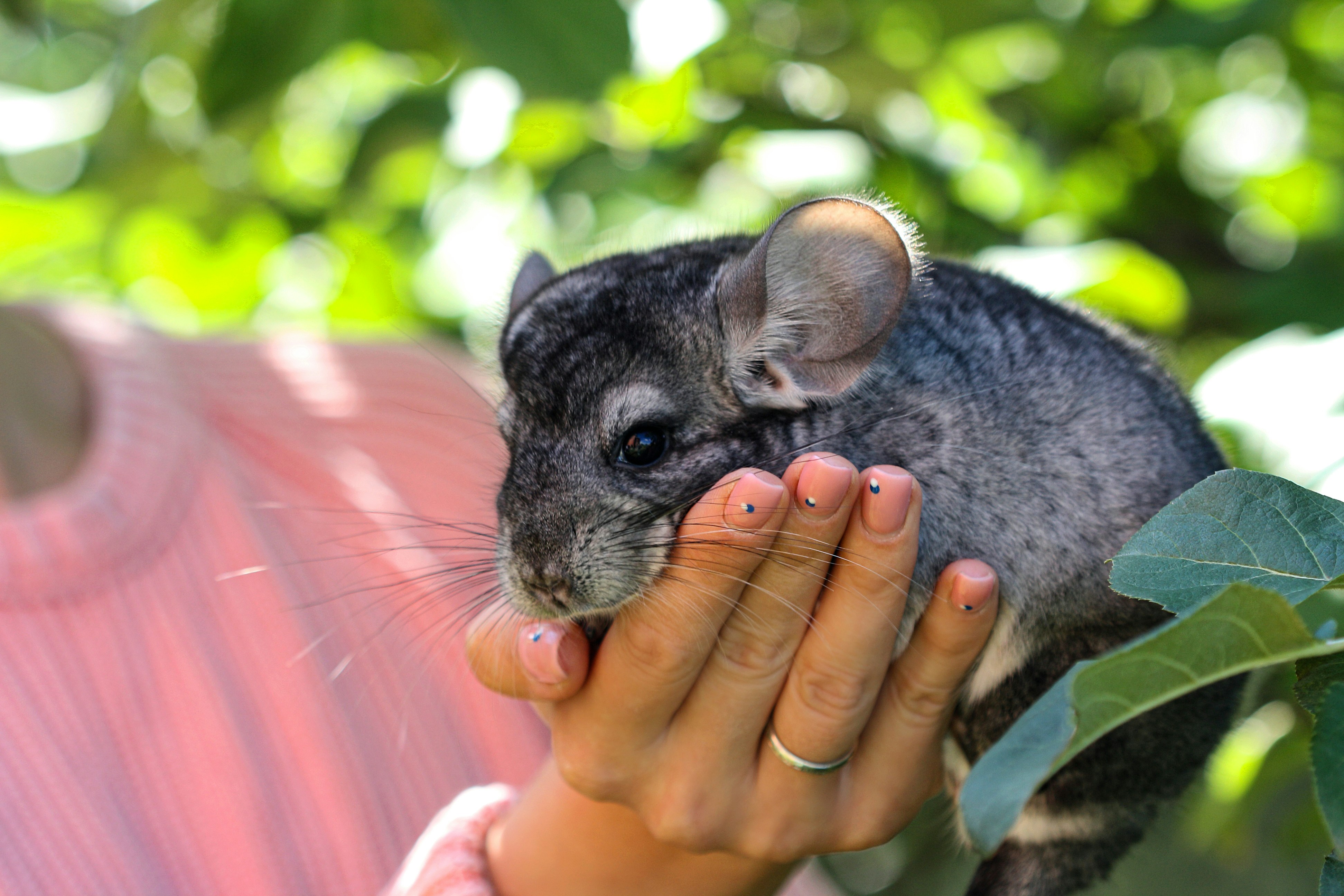 Chinchillas et motricité fine : des exercices amusants pour les enfants en école maternelle.