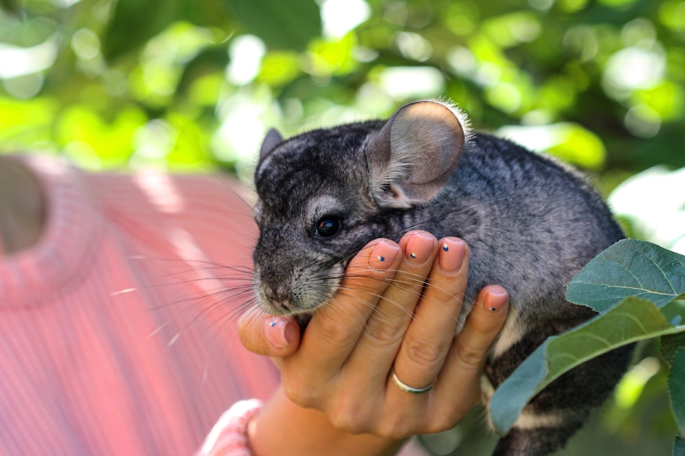 person holding gray and white squirrel