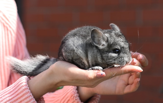 chinchilla