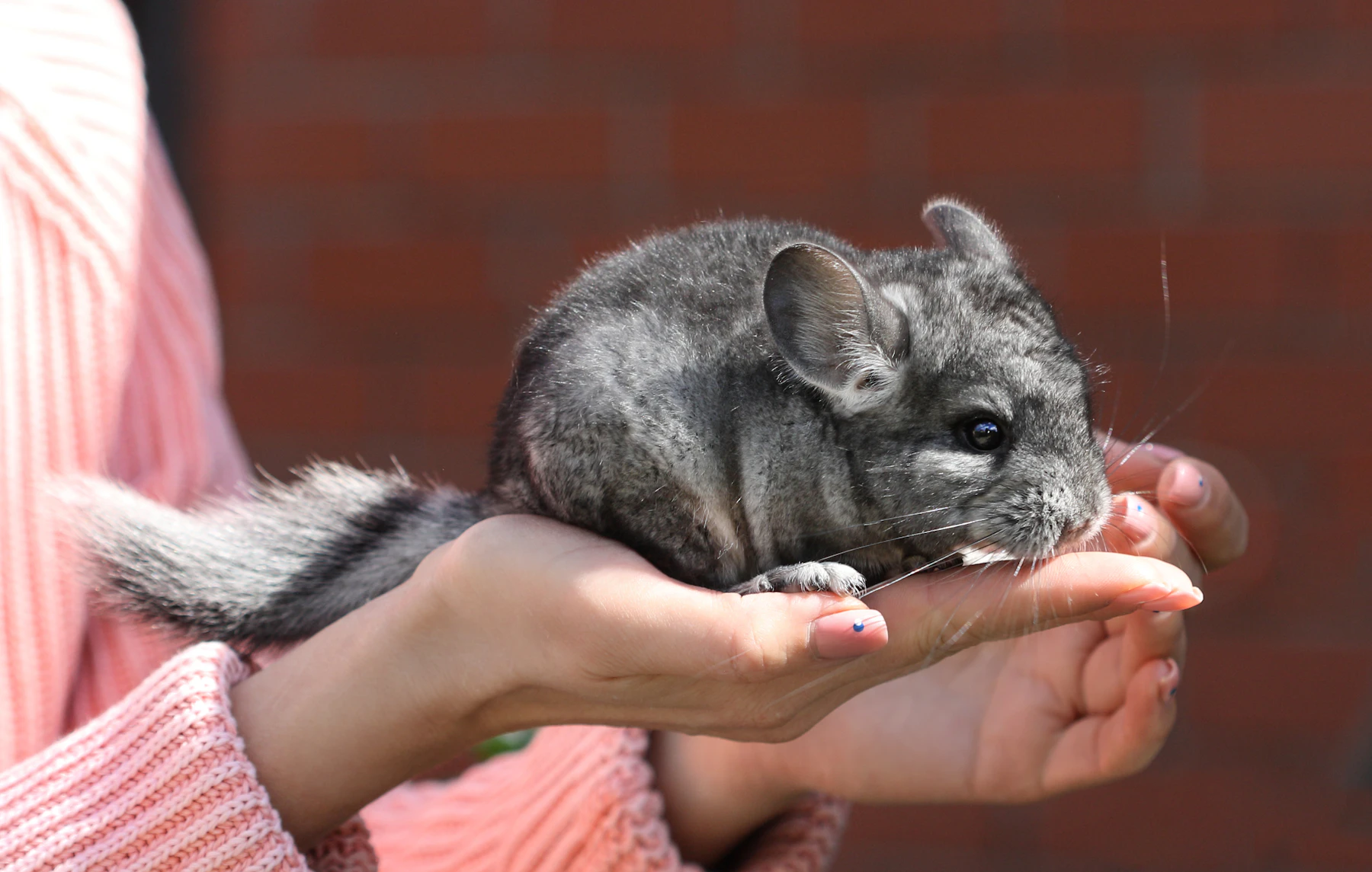A grey chinchilla held on two cupped hands in front of a brick wall
