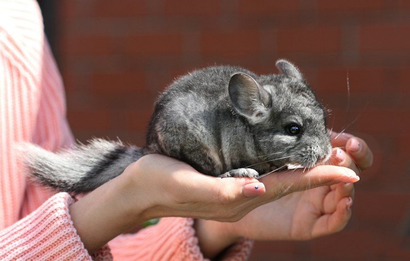 Chinchilla photo 3