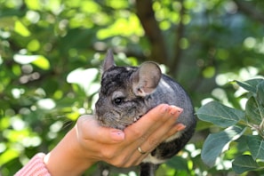 person holding gray and white rabbit