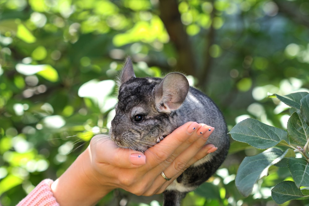 person holding gray and white rabbit