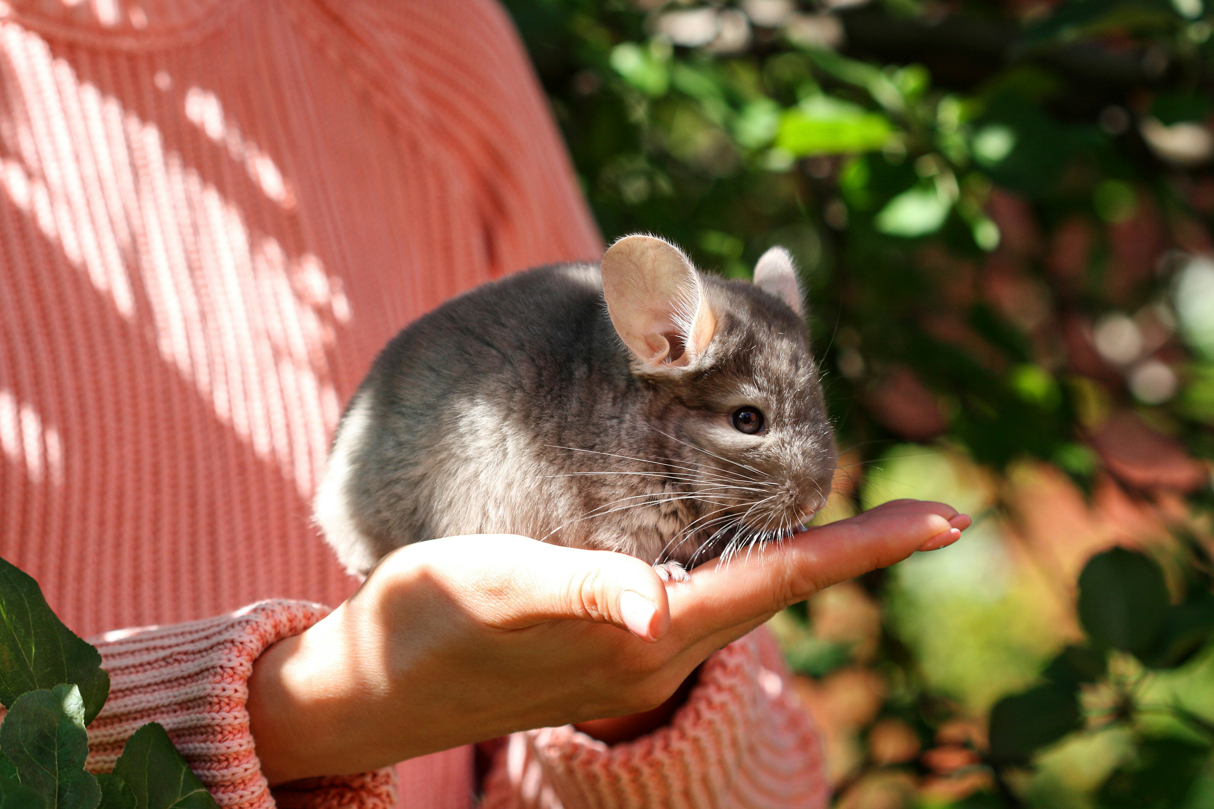 Chinchillas et éveil sensoriel : des séances ludiques pour enfants autistes.