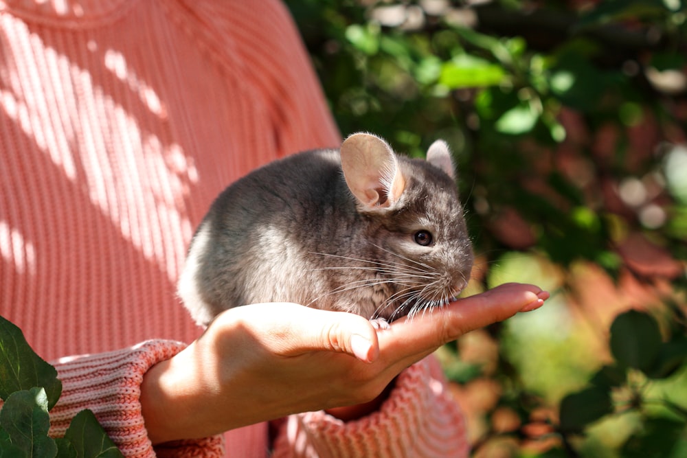 person holding gray and white cat