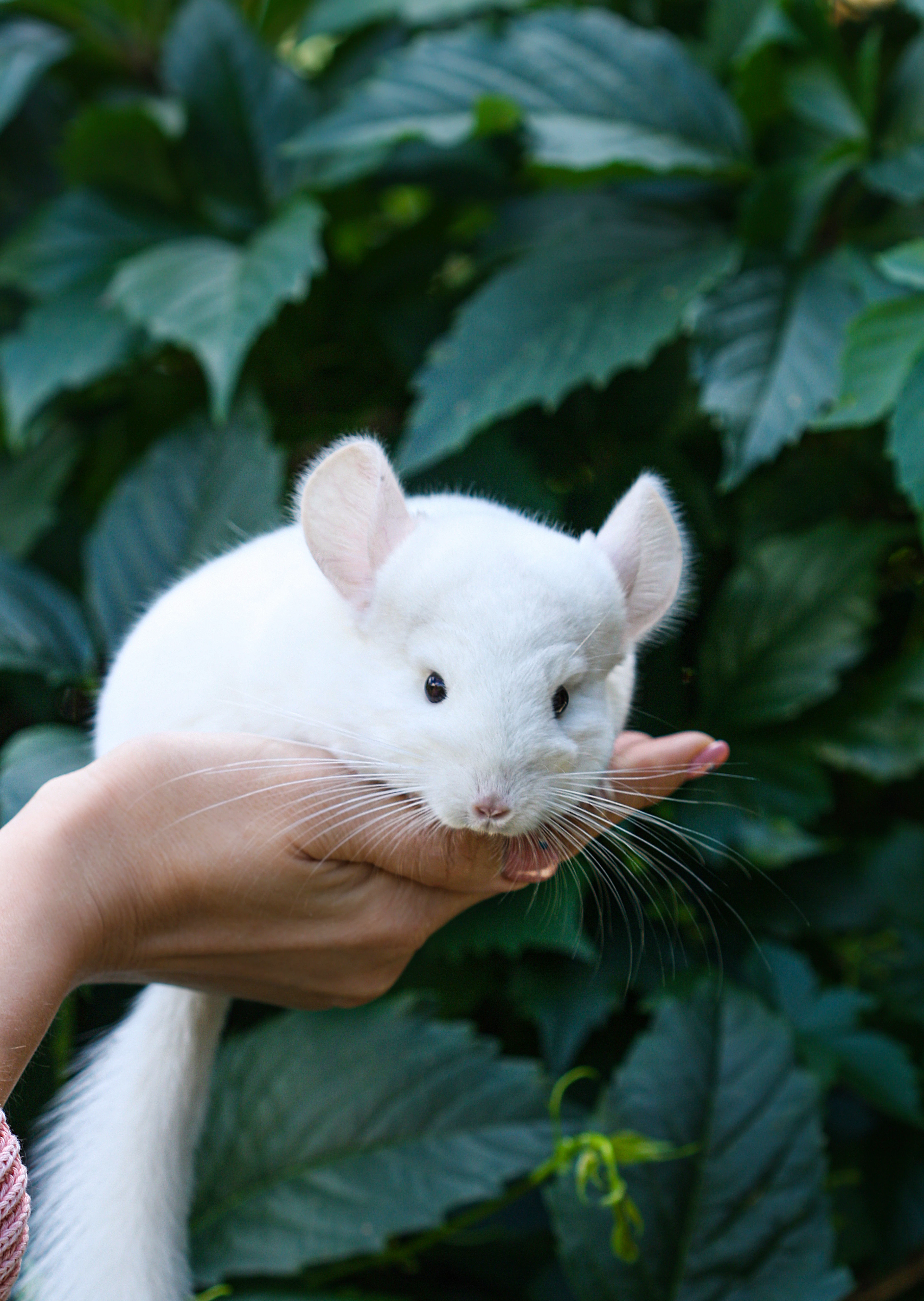 White chinchilla sitting on a person's hand