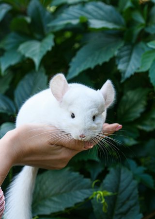 White chinchilla sitting on supporting hands beside green foliage