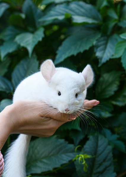 Chinchilla photo 2