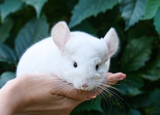 white rabbit on persons hand
