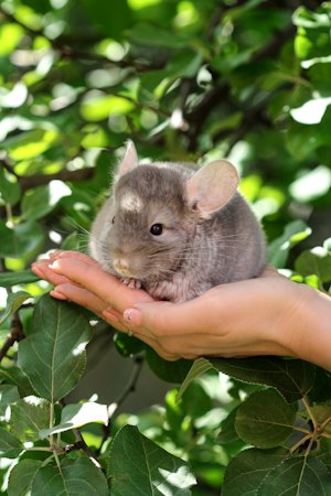 Gray chinchilla resting across a pair of supporting hands