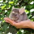 gray rabbit on persons hand