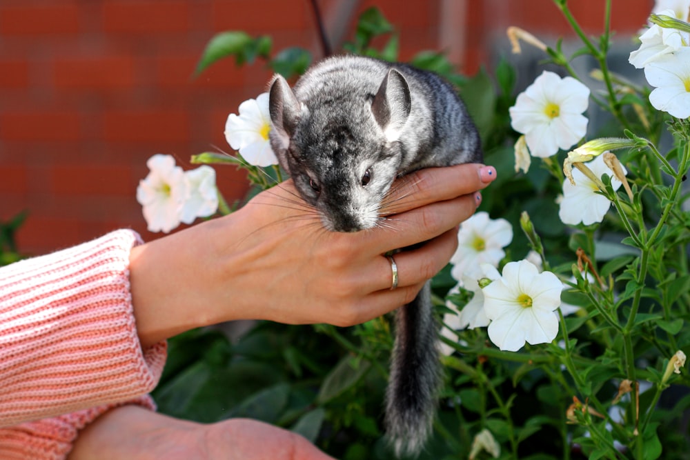 person holding gray and white cat