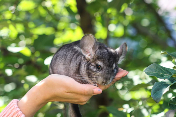 chinchilla keeping