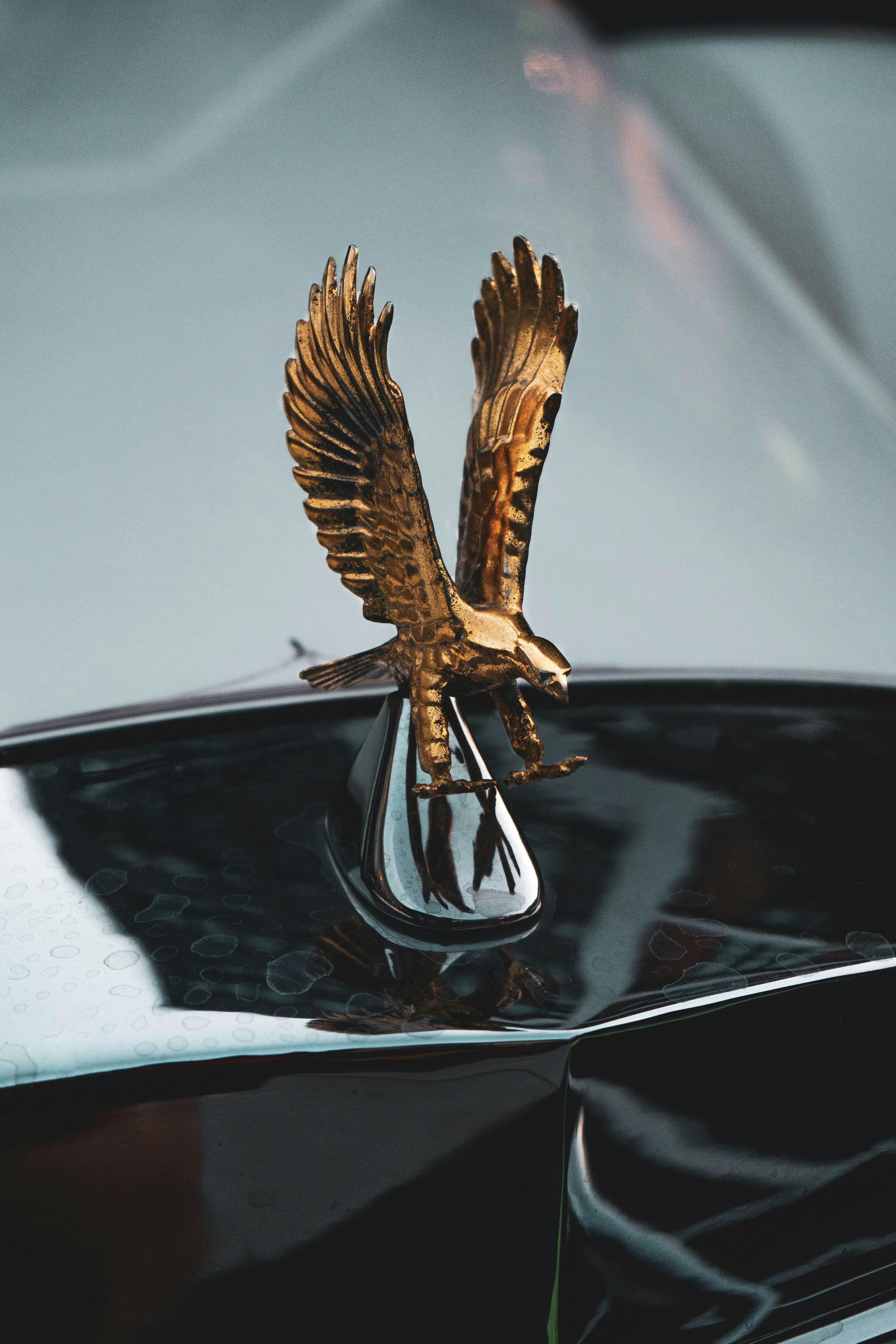 黒い車に乗った茶色の鳥の写真 Unsplashの無料贅沢写真