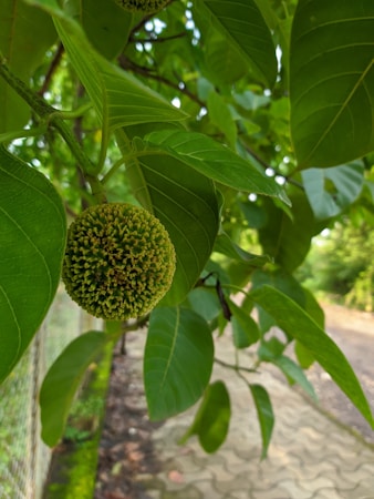 Exploring the Rich Flavors of Indian Fruits