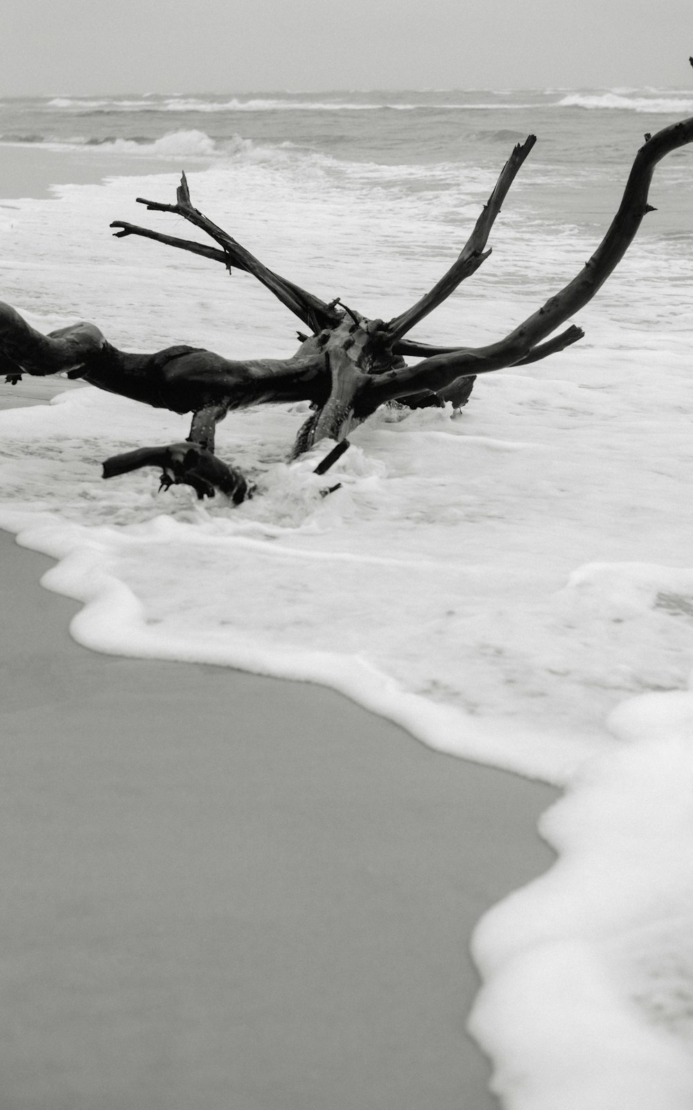 brown tree branch on white snow