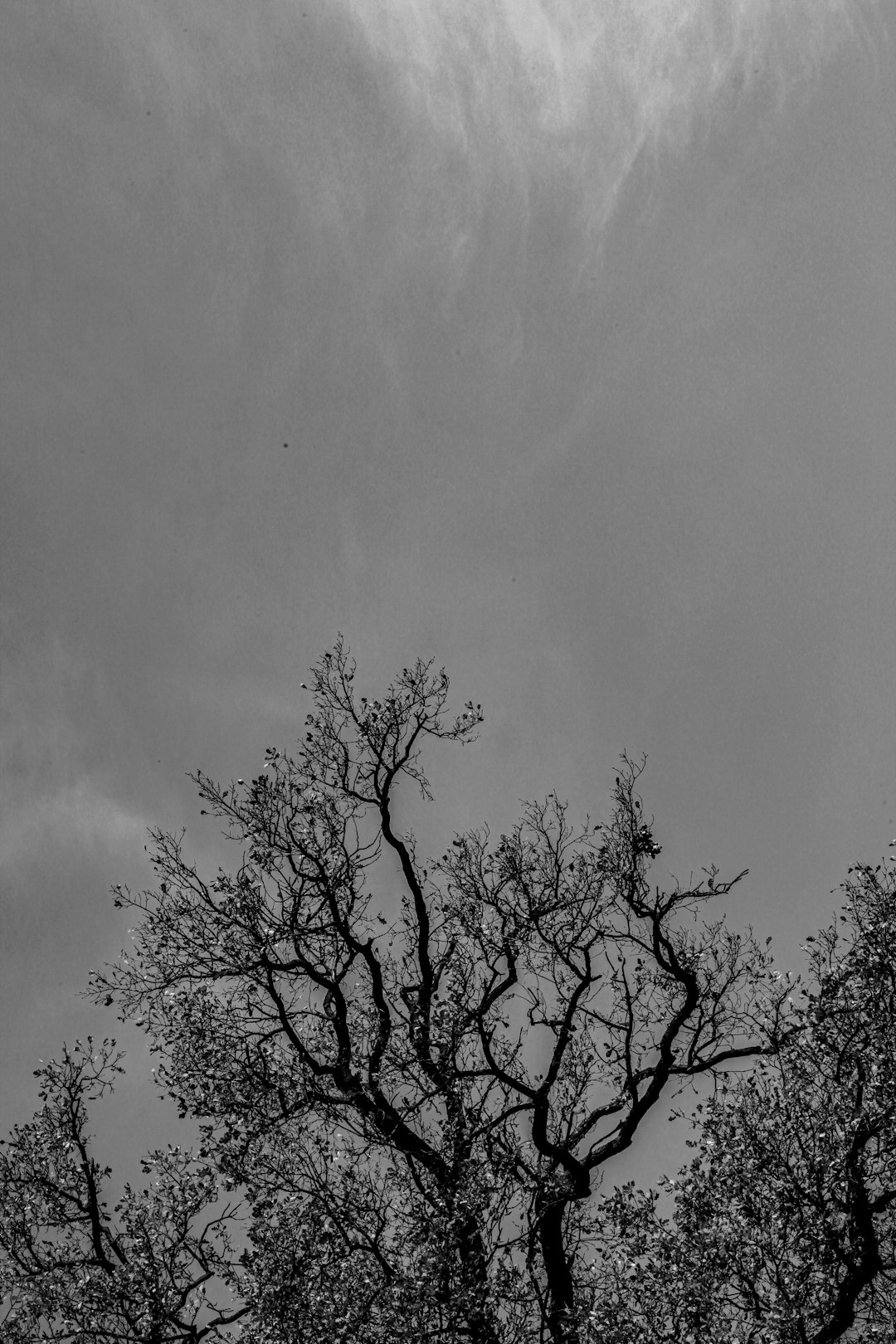 bare tree under white clouds