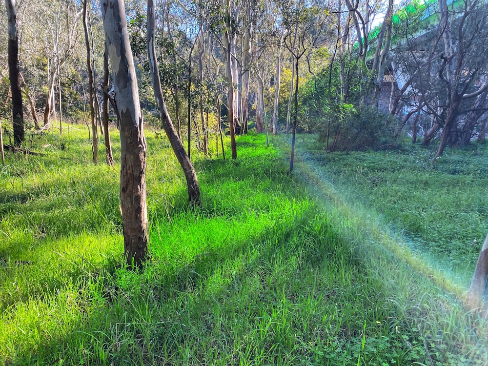 green grass field and trees during daytime