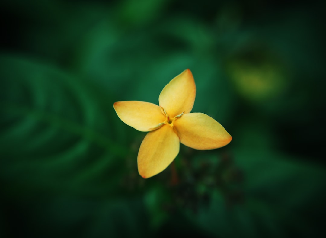 yellow 5 petaled flower in close up photography