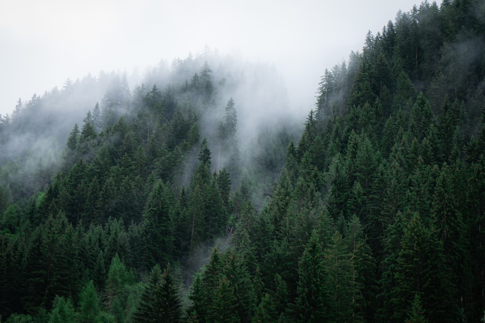 green trees covered by fog