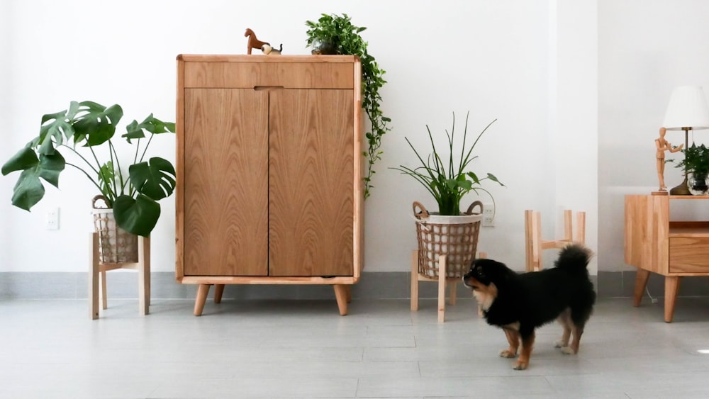 black and brown short coated dog sitting on brown wooden chair