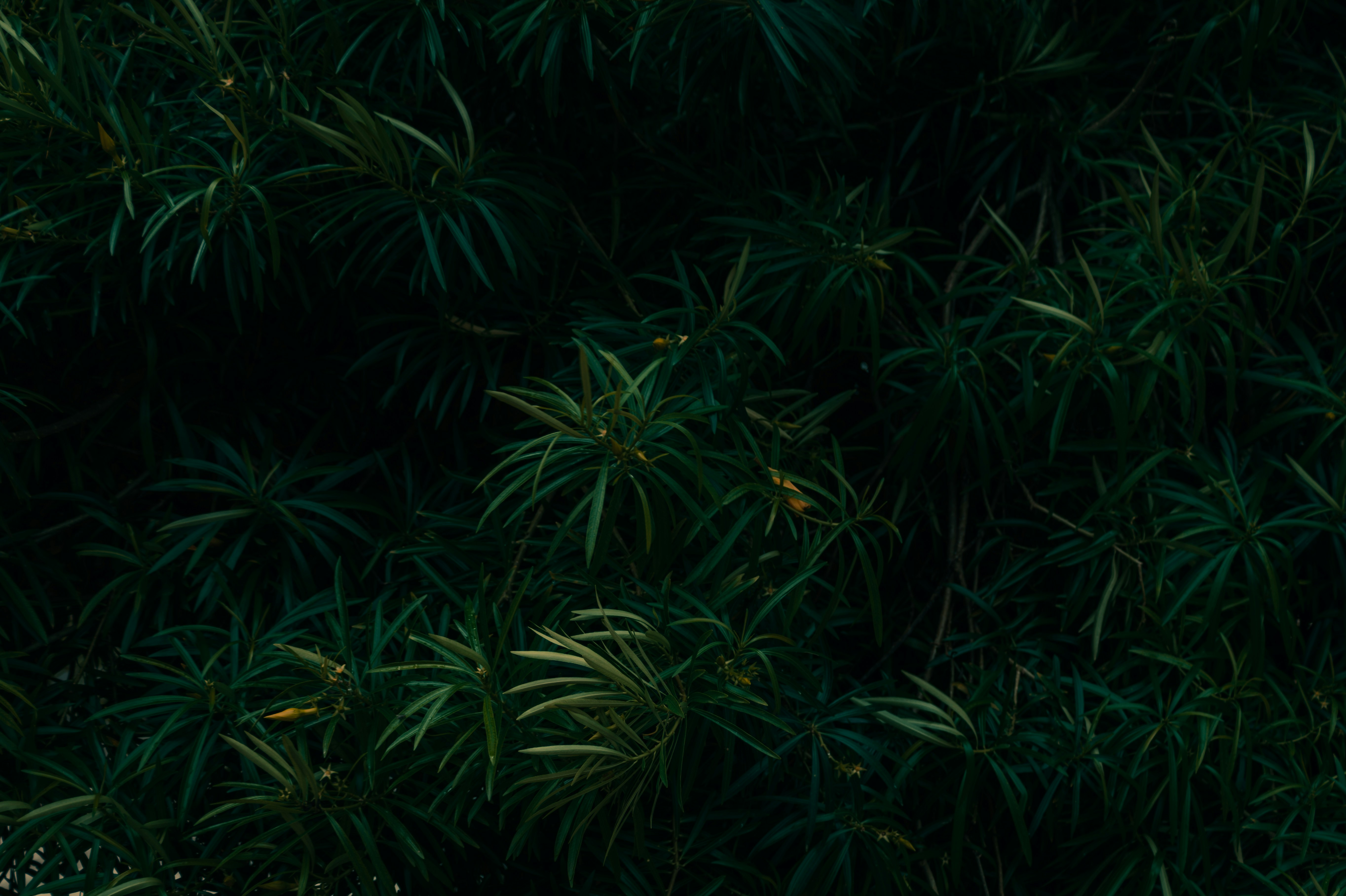 Photo by rohitraj_28