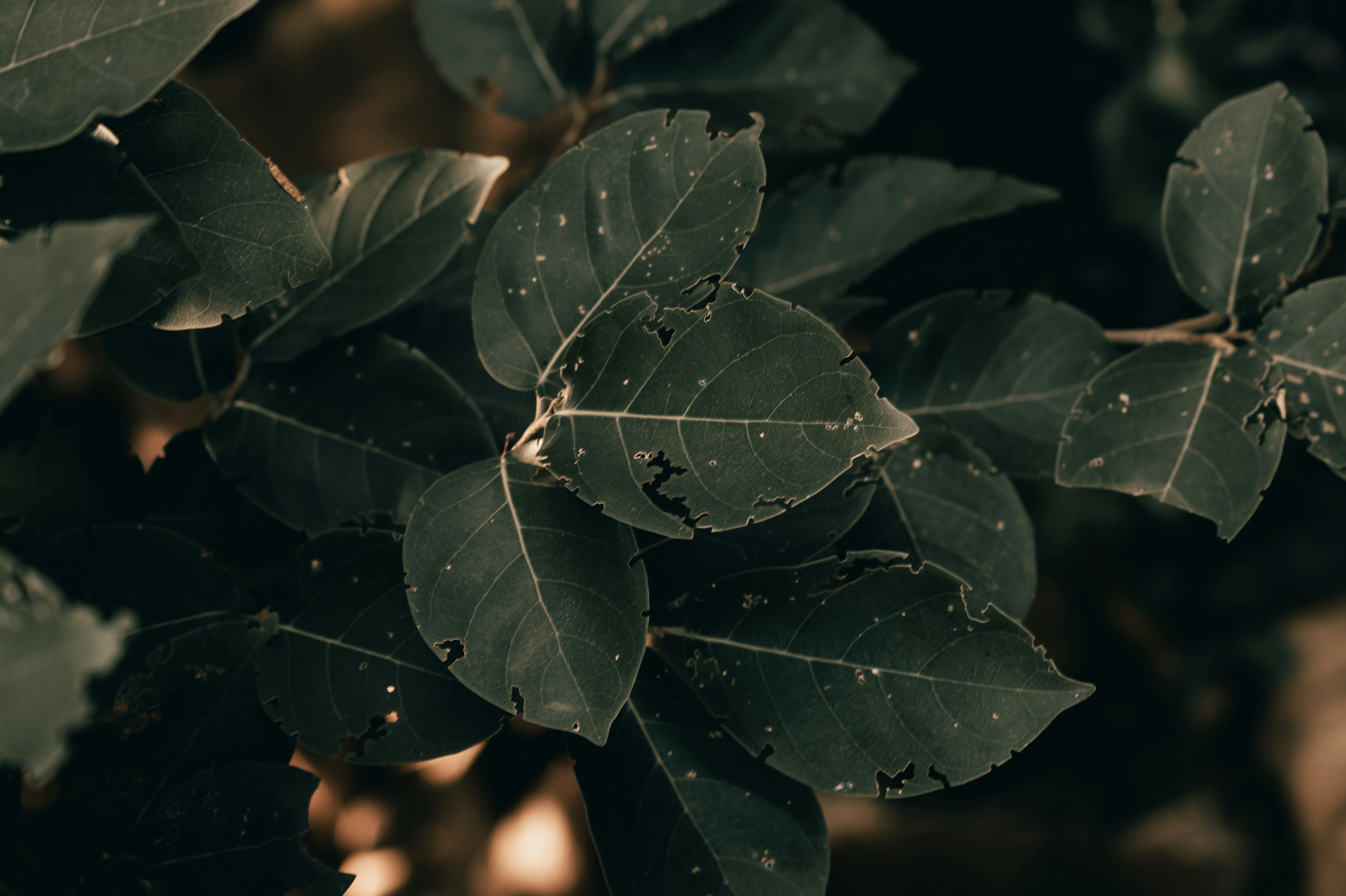 Photo by rohitraj_28