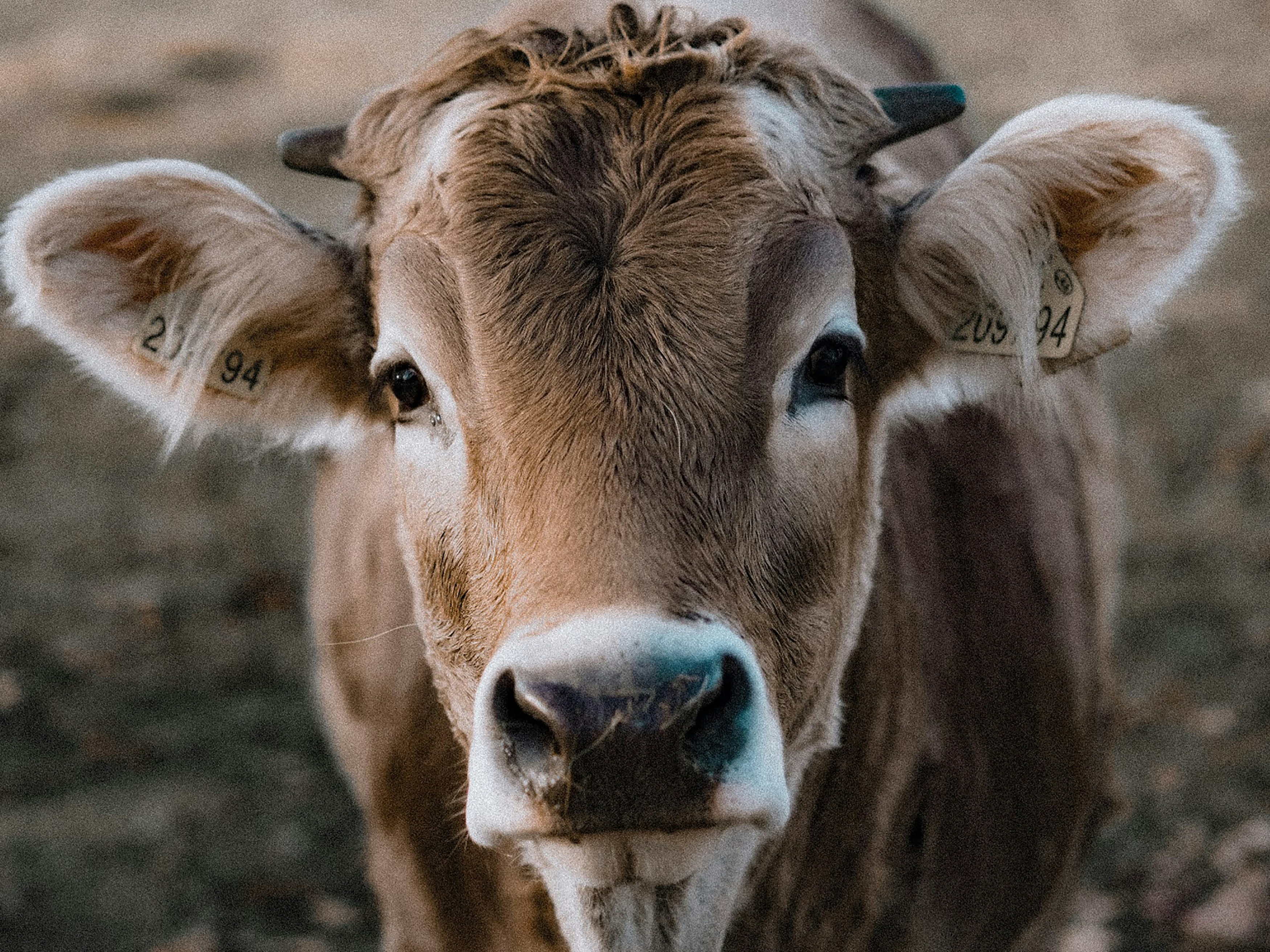 Photo by jirovakristynka