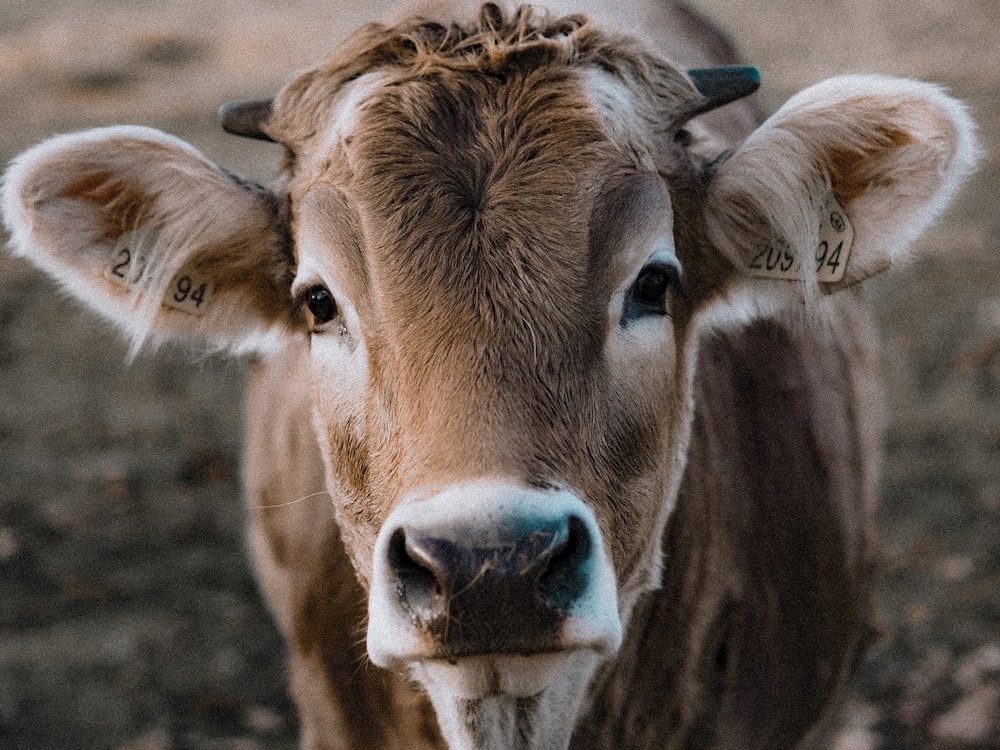 brown cow in close up photography