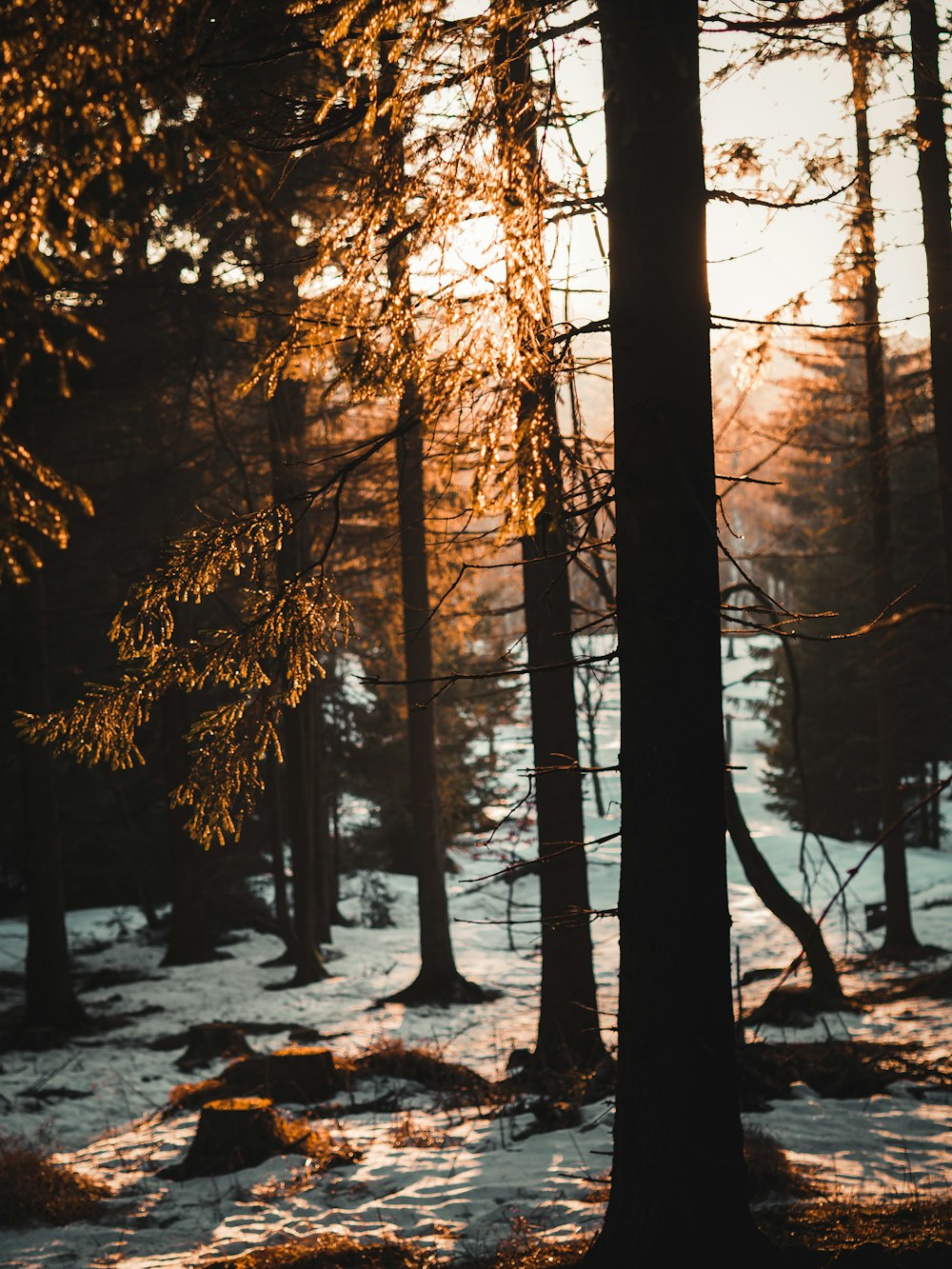 árvores marrons no solo coberto de neve durante o dia