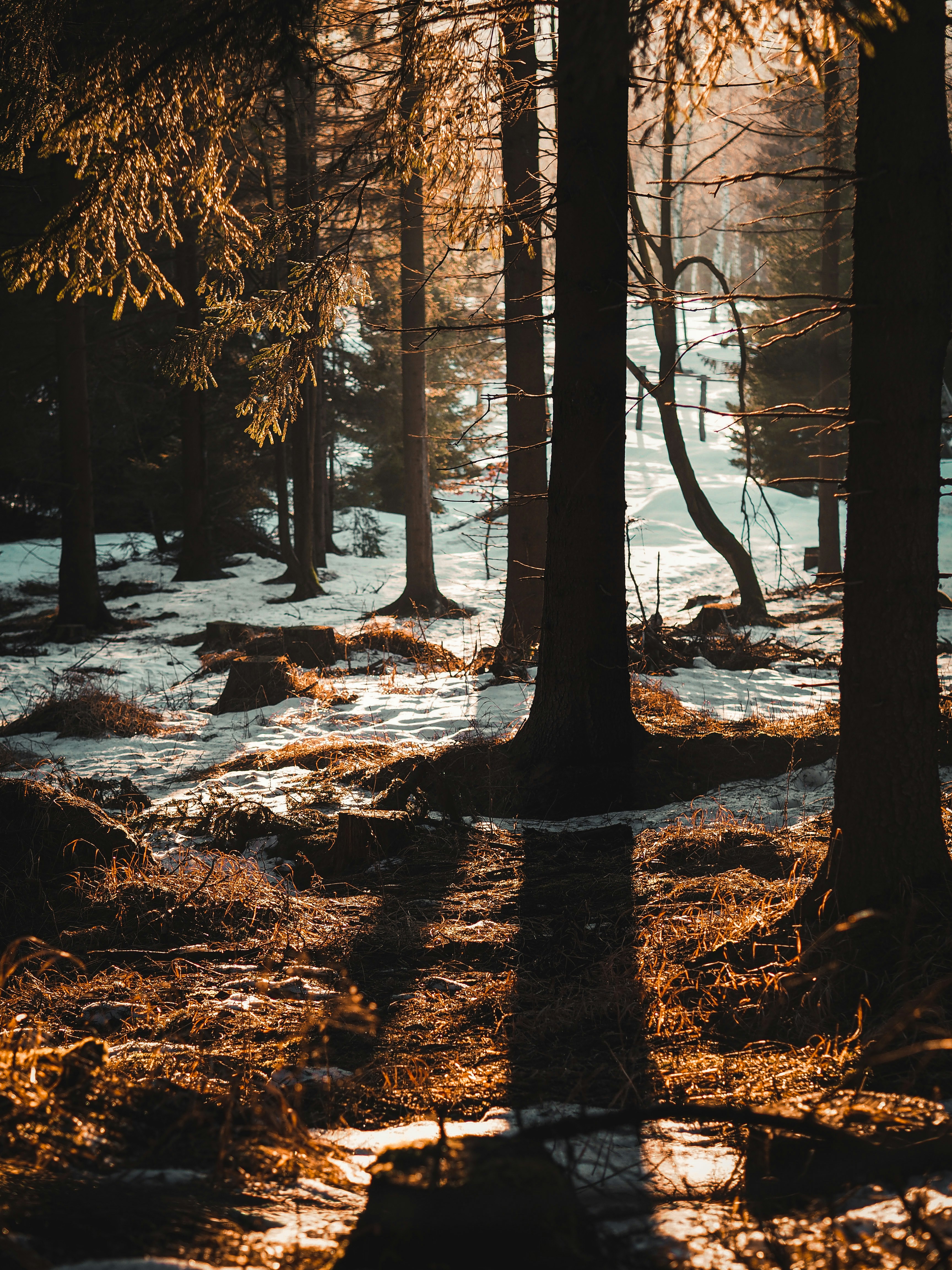 Photo by jirovakristynka