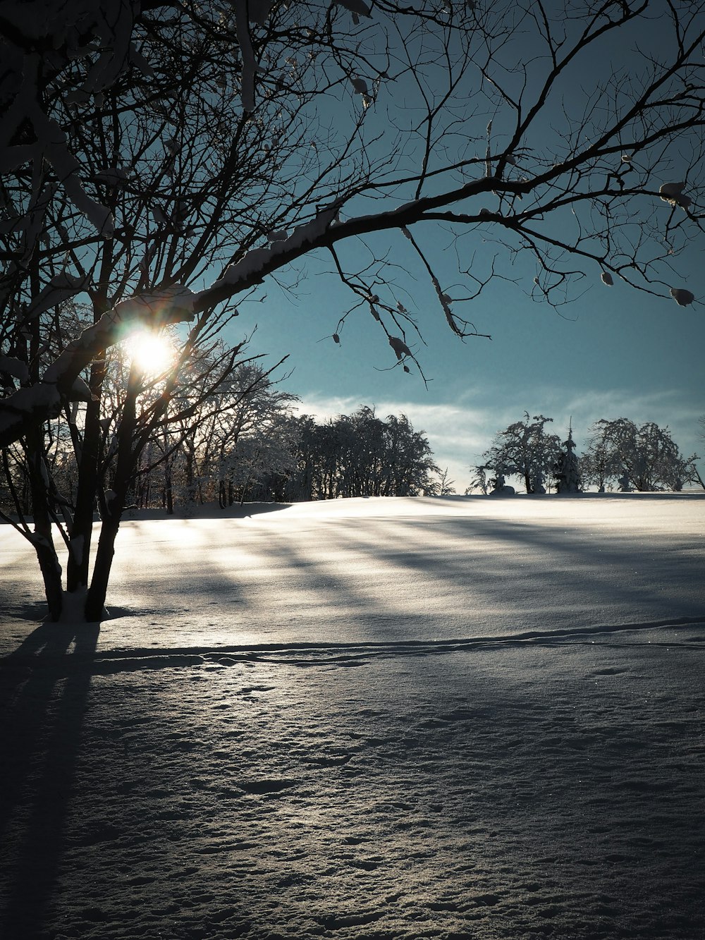 leafless tree on snow covered ground during daytime