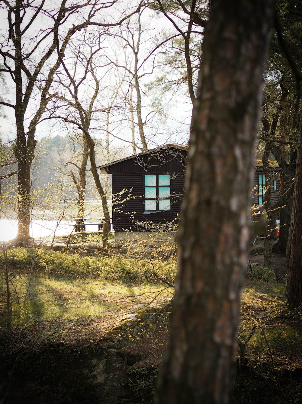 brown wooden house in the middle of forest during daytime