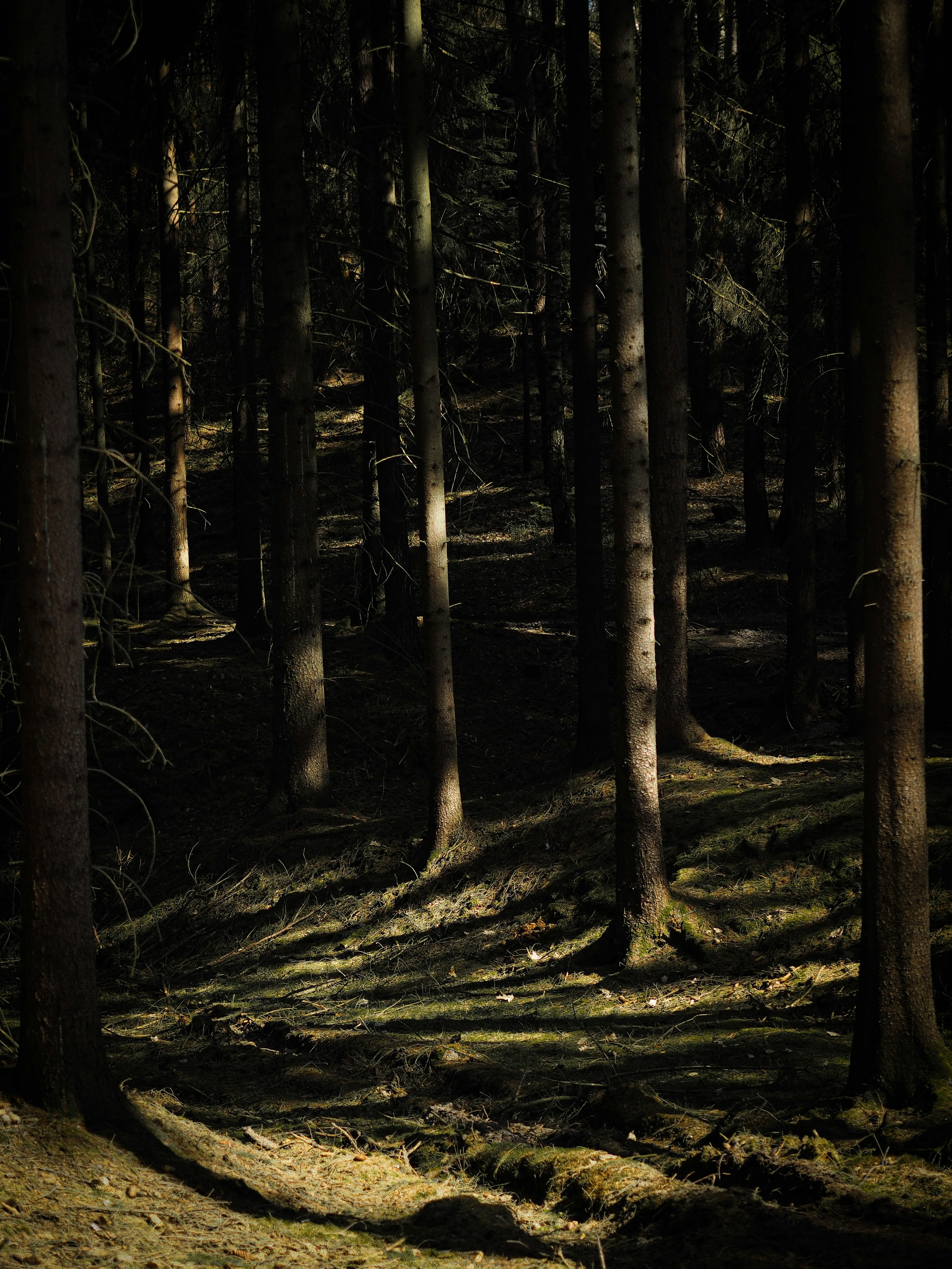 Photo by jirovakristynka