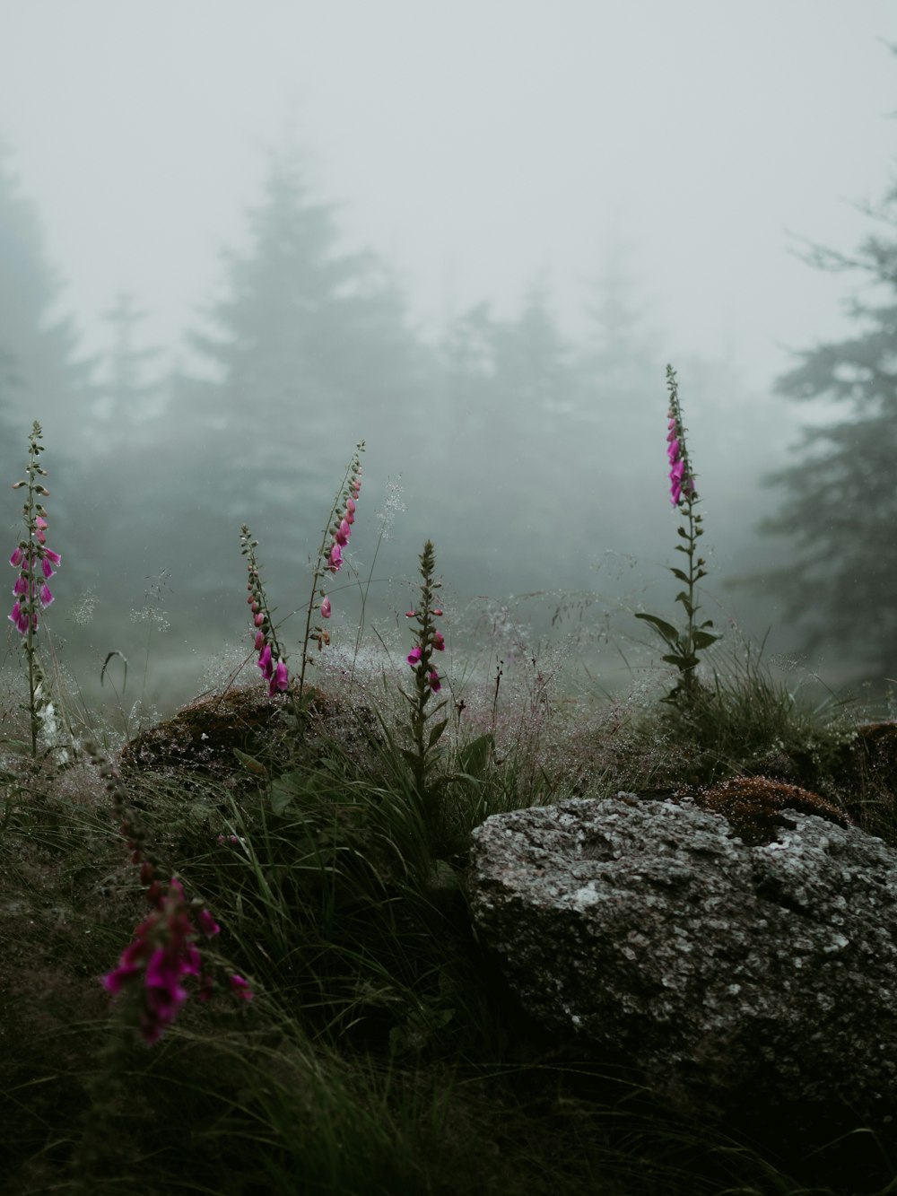 purple flowers on gray rock