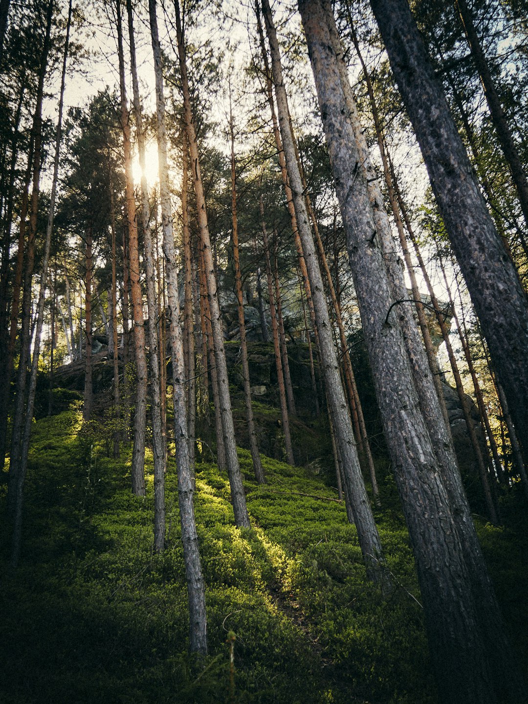 green trees under white sky during daytime