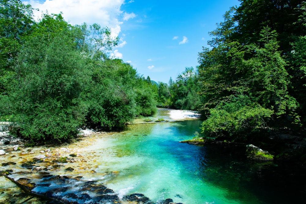 green trees beside river under blue sky during daytime