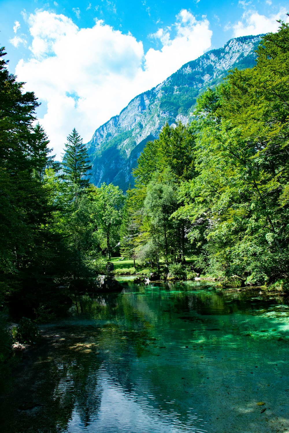 green trees near lake under blue sky during daytime