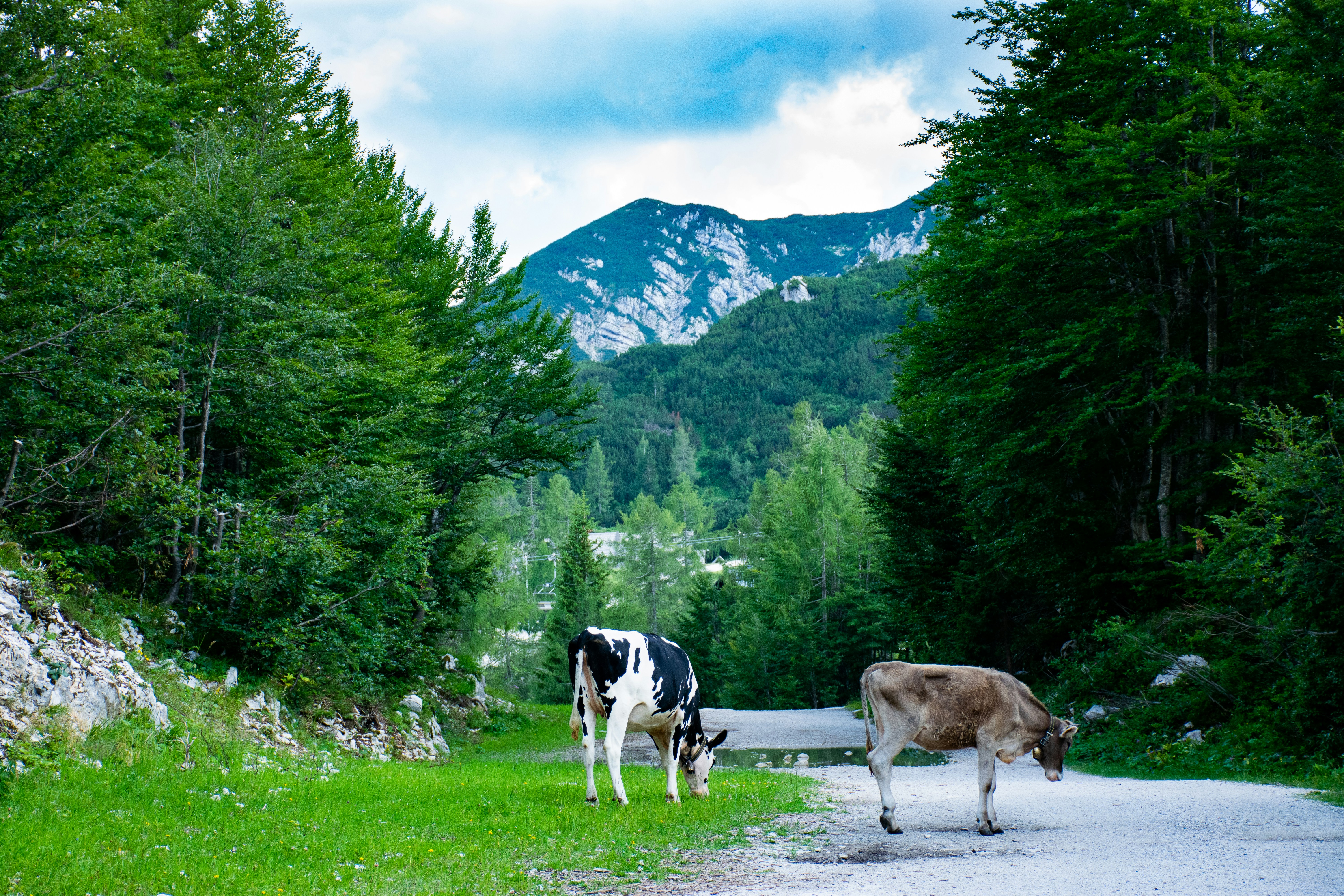 vache blanche et brune sur un champ d’herbe verte près d’arbres verts pendant la journée