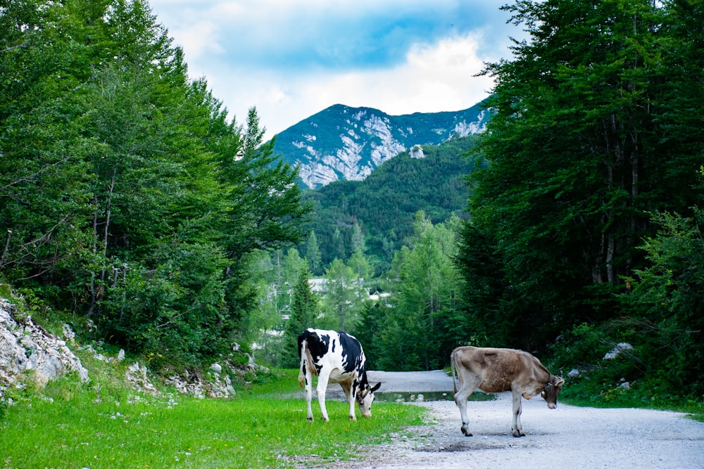 white and brown cow on green grass field near green trees during daytime