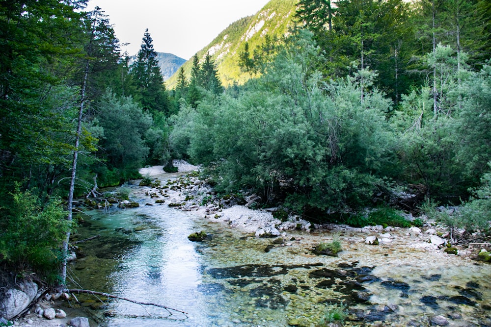 green trees near river during daytime