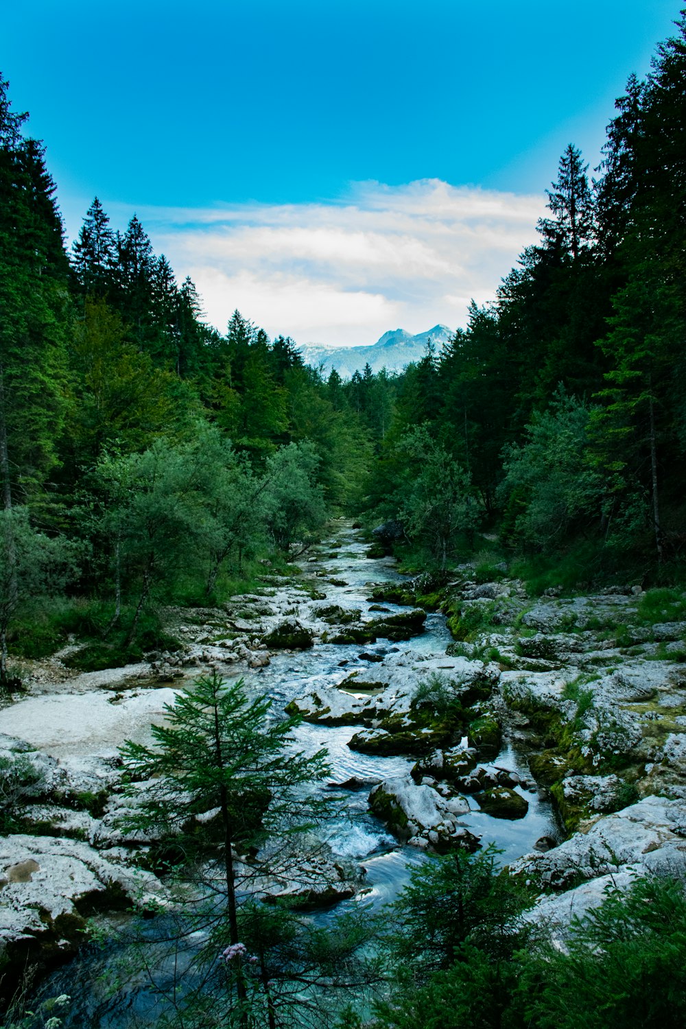 green trees near river under blue sky during daytime