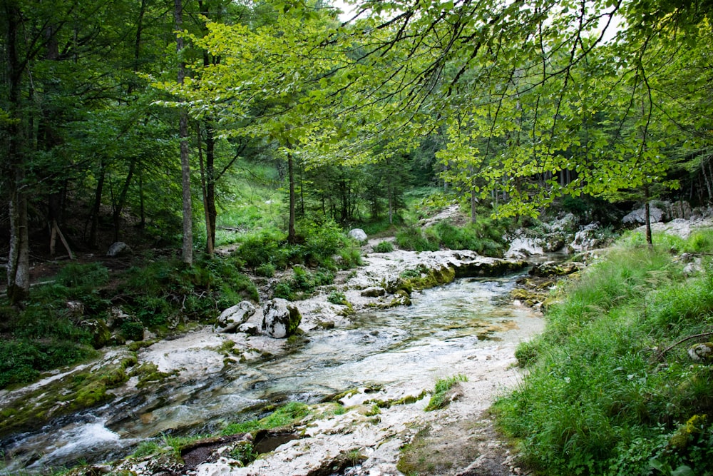 river in the middle of forest