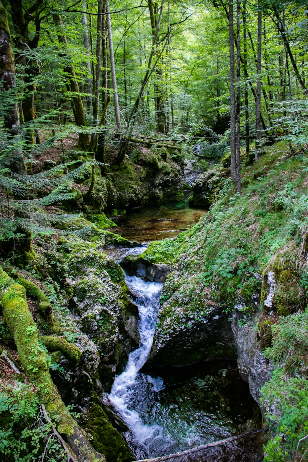 green moss on brown rock formation